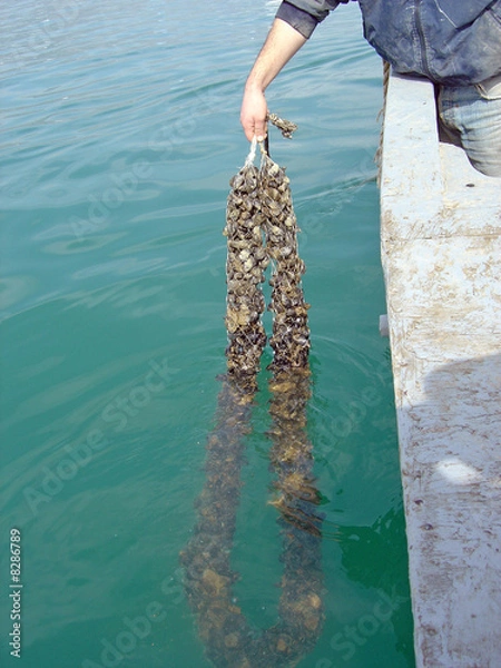 Obraz Allevamento di cozze