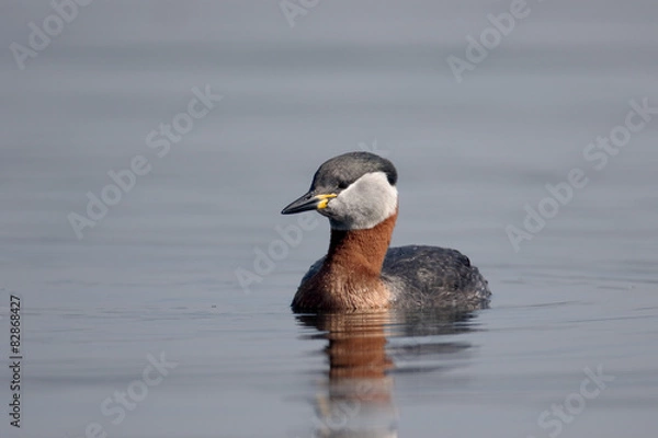 Obraz Red-necked grebe, Podiceps grisegena