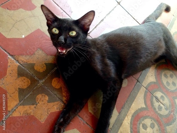 Obraz Defiant black cat