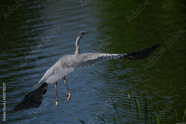 Obraz Great Blue Heron taking flight