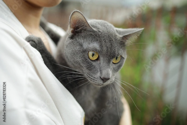 Fototapeta close up Asian woman lovingly holds a blue cat