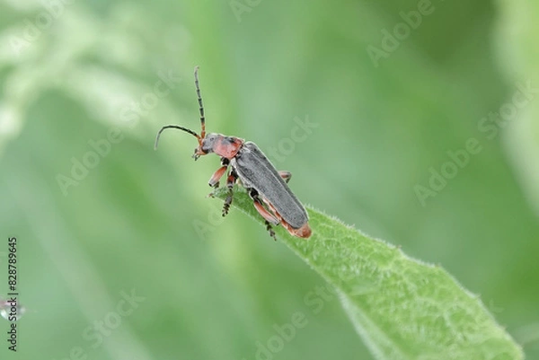 Fototapeta Rustic Soldier Beetle (Cantharis rustica)