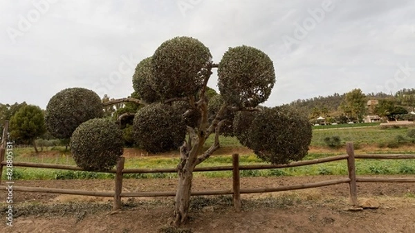 Fototapeta View of a Sicilian countryside on a beautiful spring day