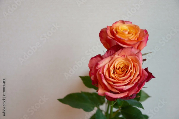 Fototapeta グラデーションカラーのバラ