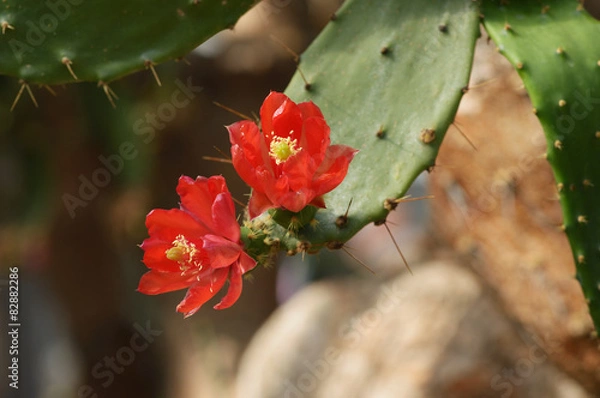 Obraz Blüten des Kaktus Opuntia bergeriana