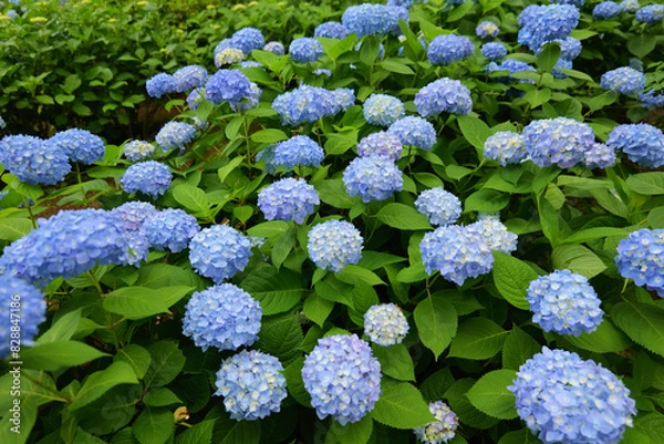 Fototapeta みなとみらいの山下公園に咲く紫陽花