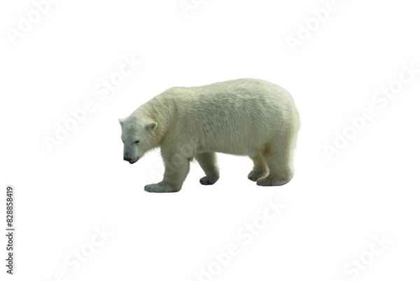 Fototapeta Park bench isolated on a white background