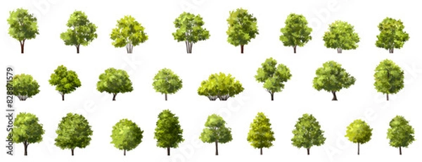 Fototapeta Vector watercolor of tree side view isolated on white background for landscape and architecture drawing, elements for environment and garden, painting botanical for section
