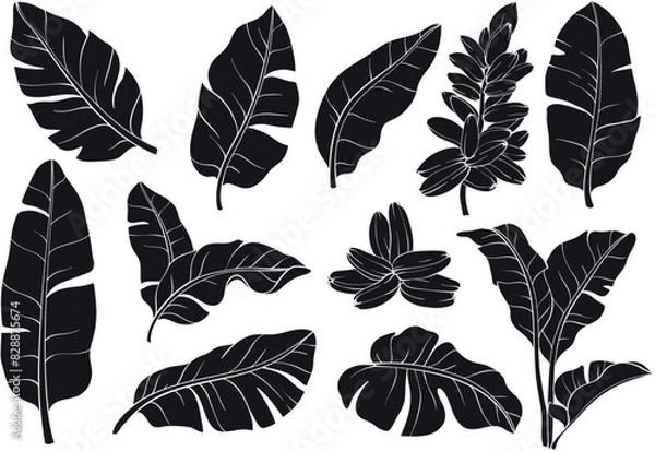 Obraz Tropical silhouettes banana palm leaves set