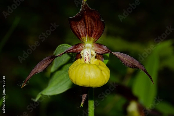 Obraz A flower of the Orchid family, the Venus slipper. A rare plant listed in the Red Book.