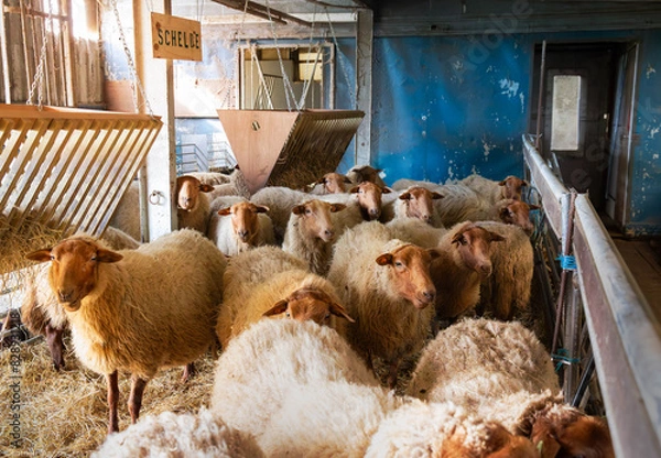 Obraz flock of sheep