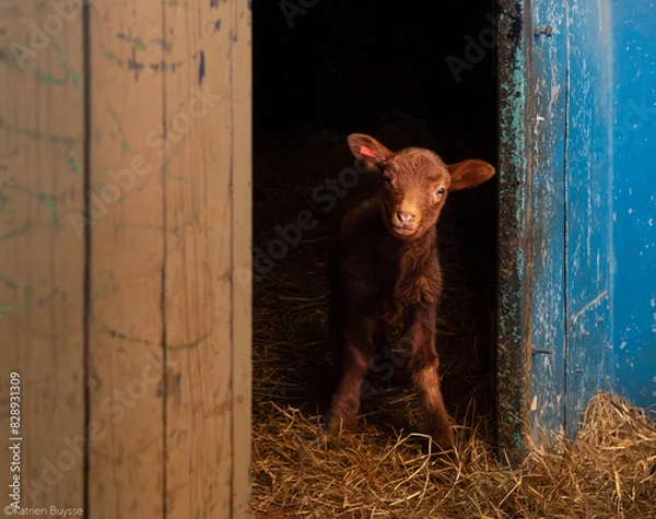 Obraz lam on the farm
