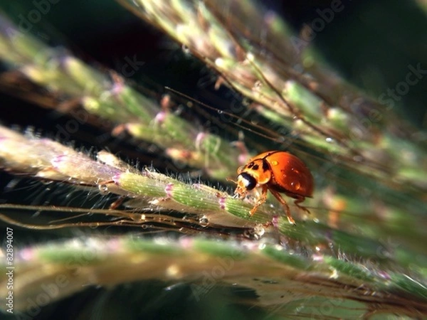 Fototapeta ladybug