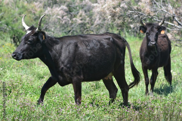 Obraz vaches camarguaises