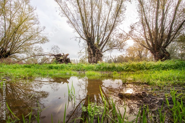 Obraz pollard willows
