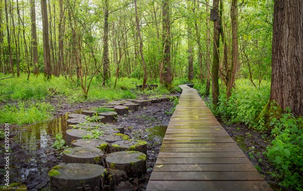 Obraz wooden path in the forest