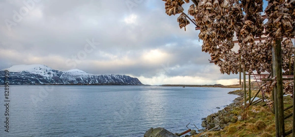 Obraz Fish drying  in Norway