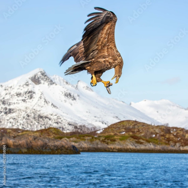 Obraz eagle in flight with fish