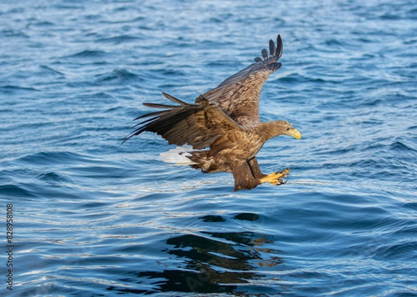 Obraz eagle in flight, fishing