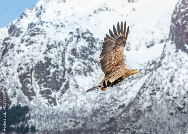 Obraz eagle in flight