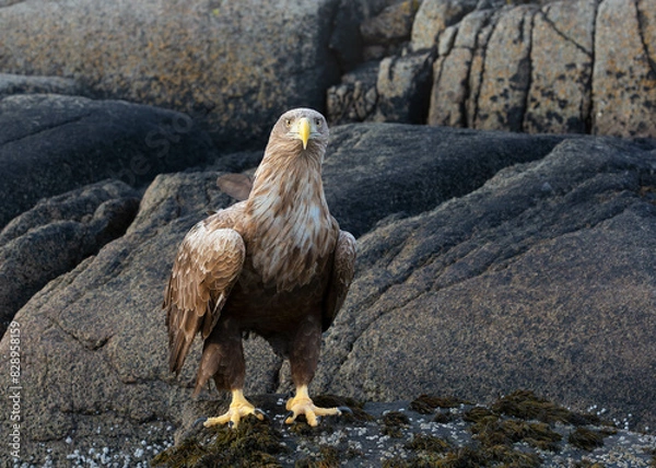 Obraz  eagle on a rock, looking into the camera
