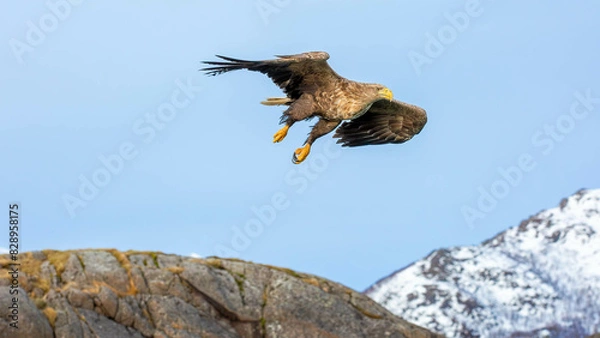 Obraz eagle in flight