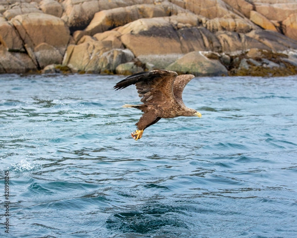 Obraz eagle flying over the water with fish