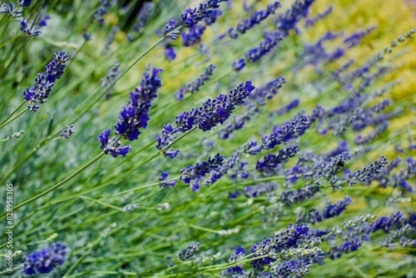 Obraz lavender field in region