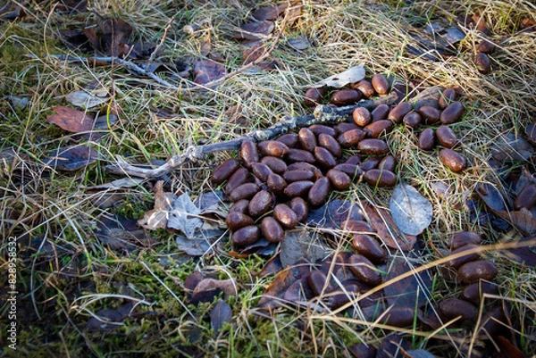 Obraz droppings of reindeer