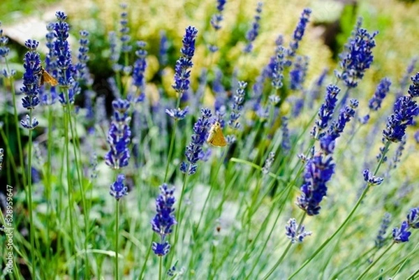 Obraz lavender field in region