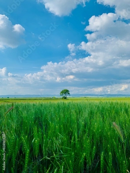 Obraz green wheat field