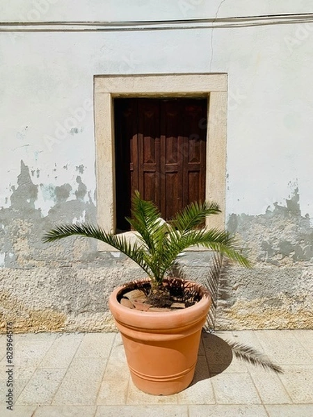 Obraz plant on the wall