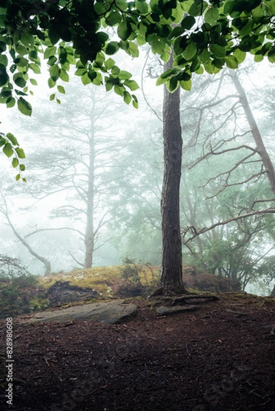 Obraz Nebelstimmung im Wald, Morgens im Wald, Wälder von Luxemburg, Nebel im Wald