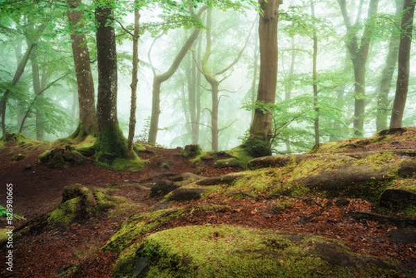 Obraz Nebelstimmung im Wald, Morgens im Wald, Wälder von Luxemburg, Nebel im Wald