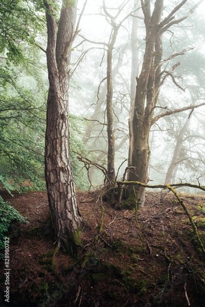 Obraz Nebelstimmung im Wald, Morgens im Wald, Wälder von Luxemburg, Nebel im Wald