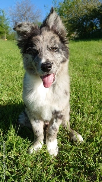 Fototapeta chiot border collie