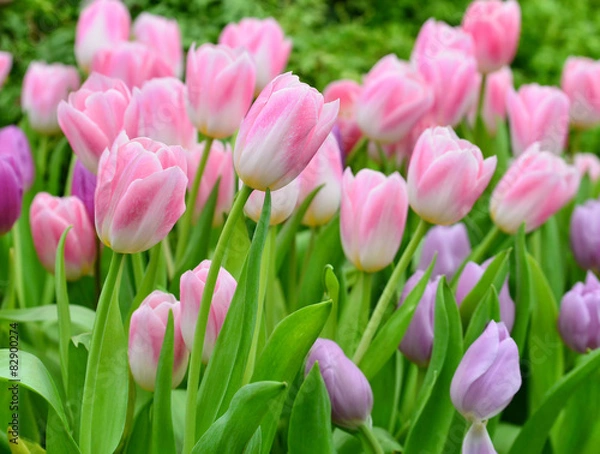 Obraz pink tulips