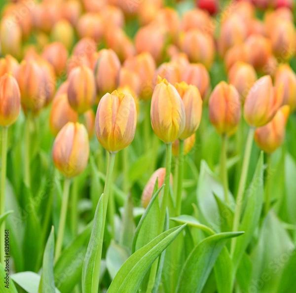Obraz orange tulips