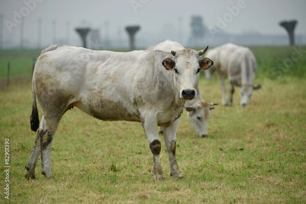 Fototapeta Bovini di allevamento