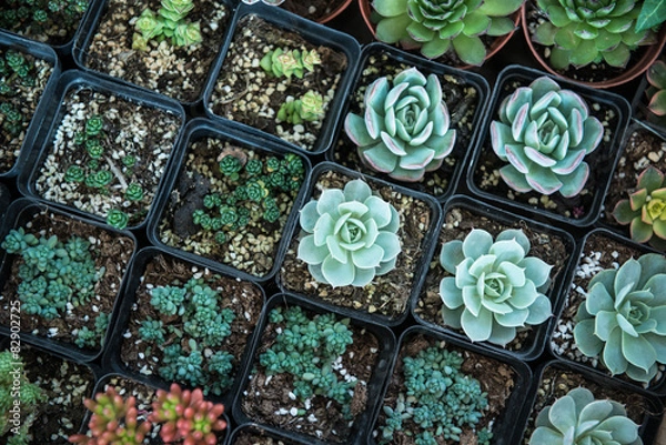Obraz succulent plants