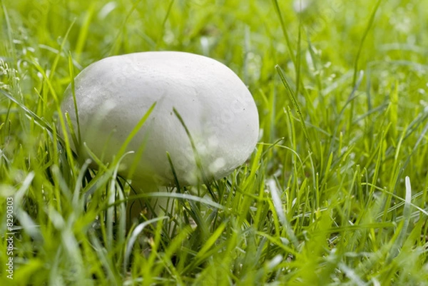 Obraz White champignon