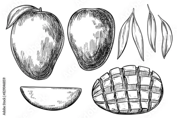 Obraz Mango set hand drawn vintage vector sketch drawing
