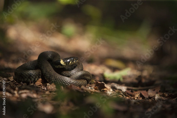 Fototapeta Grass snake - Natrix natrix
