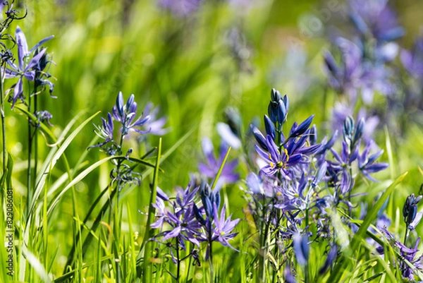Fototapeta Camas Lilies