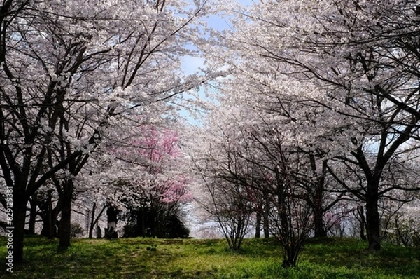 Fototapeta 桜のトンネル、春風が抜ける