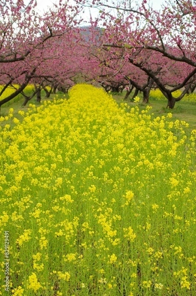 Fototapeta 春満開進め菜の花道路