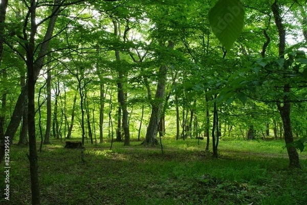 Fototapeta 緑の森の中の小さな自然