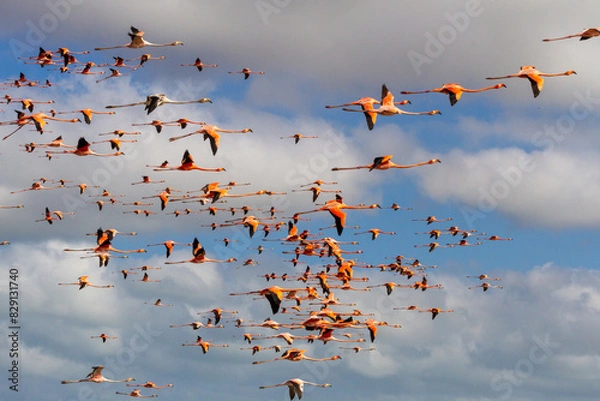 Fototapeta Flock of flamingos flying in the sky with clouds