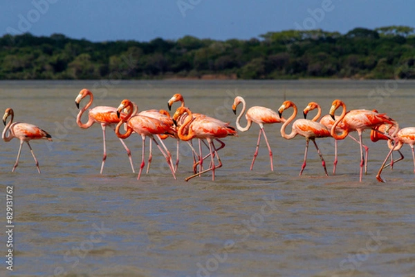 Fototapeta Flock of flamingos walking in a shallow pond in la Guajira, Colombia