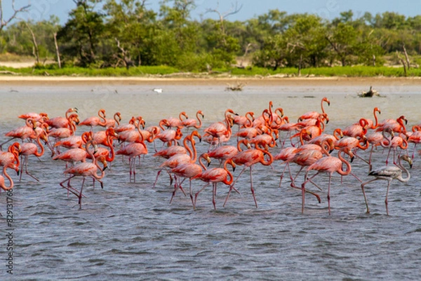 Fototapeta Flock of flamingos walking in a shallow pond in la Guajira, Colombia
